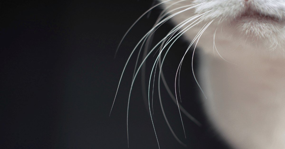 Close-up of a white cat's whiskers against a dark background
