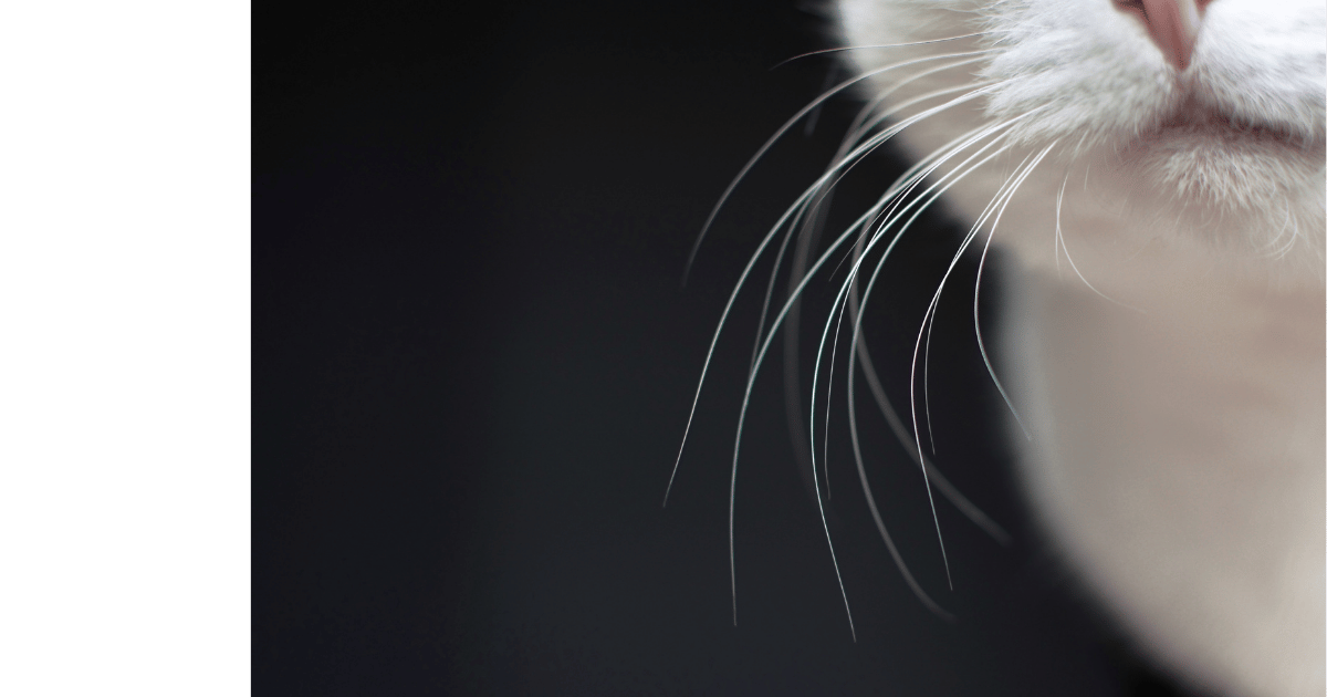 Close-up of a white cat's whiskers against a dark background